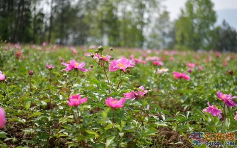 �뽭�ͻ���ȥ������������ҩ��������