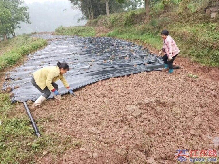 �뽭�����ֵ�ǧĶҰ�ջ������¸���ϣ����