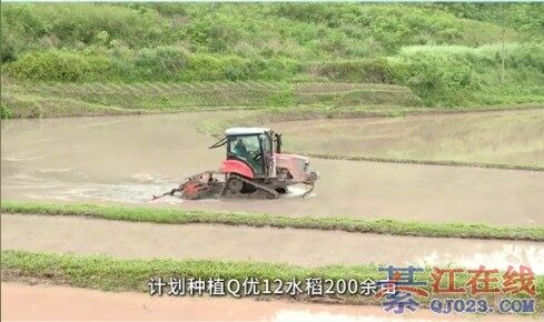 �뽭��ץũʱ����е������ˮ�����