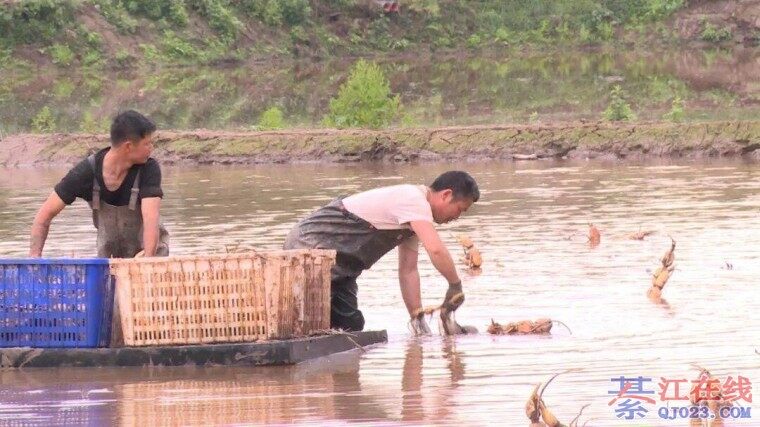 �뽭�������ź��ֲ�����ˣ�