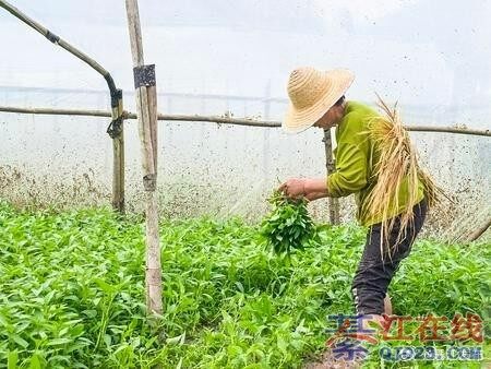 �뽭���ִ��Ķ���Ĳ˻���գ�