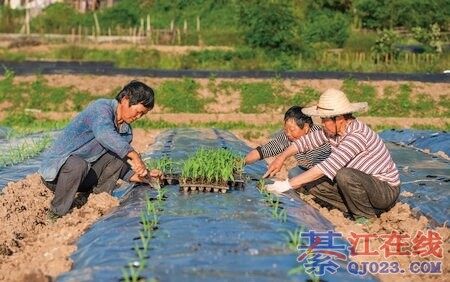 �뽭����ũ��æ���ڴ����Ƿ�����