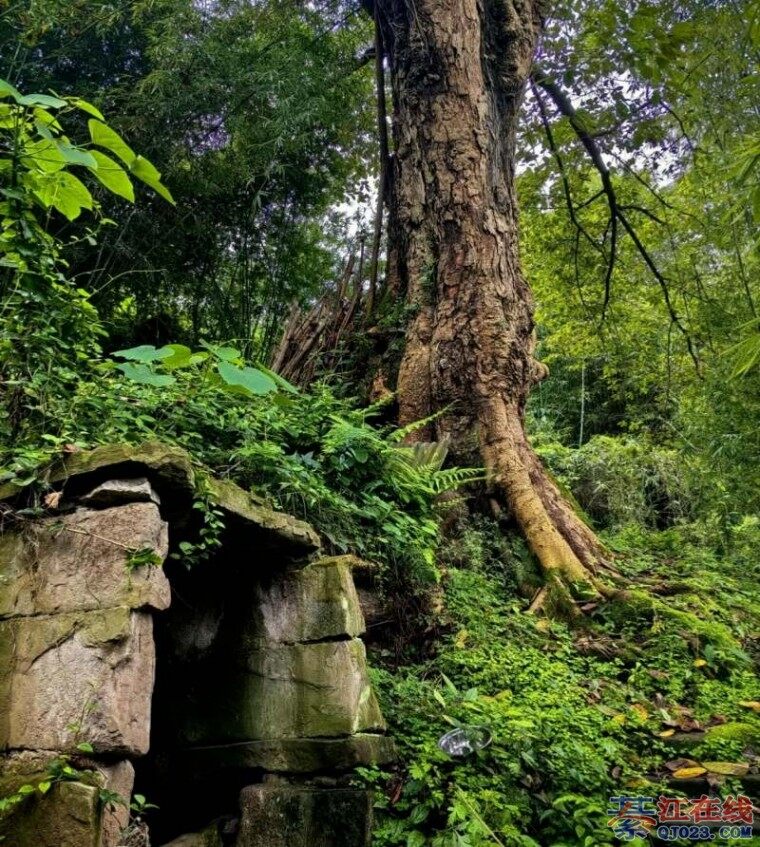 �뽭��ھ������Ű���ǰ�����ᣡ