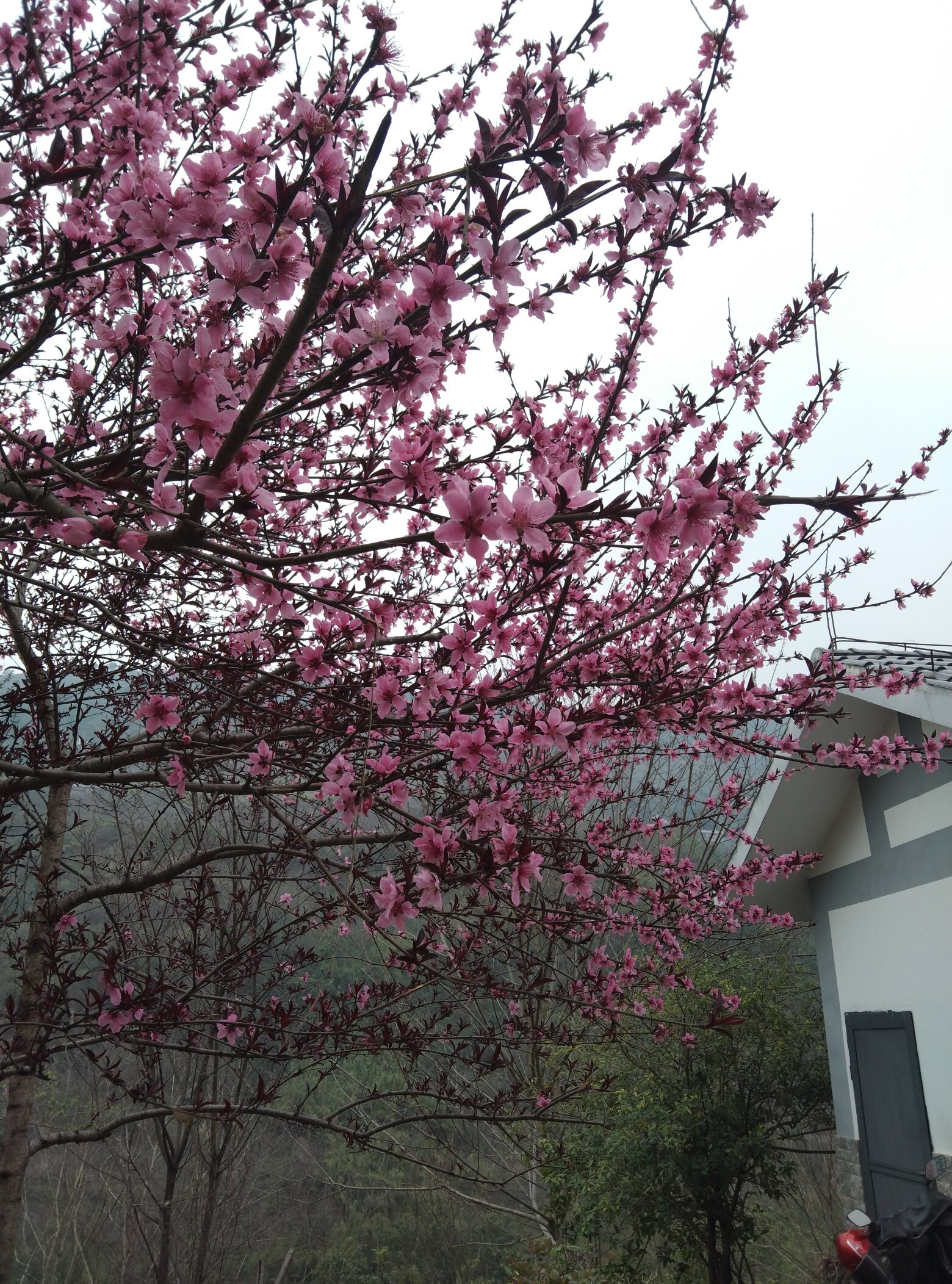 沙溪公园的桃花盛开了!