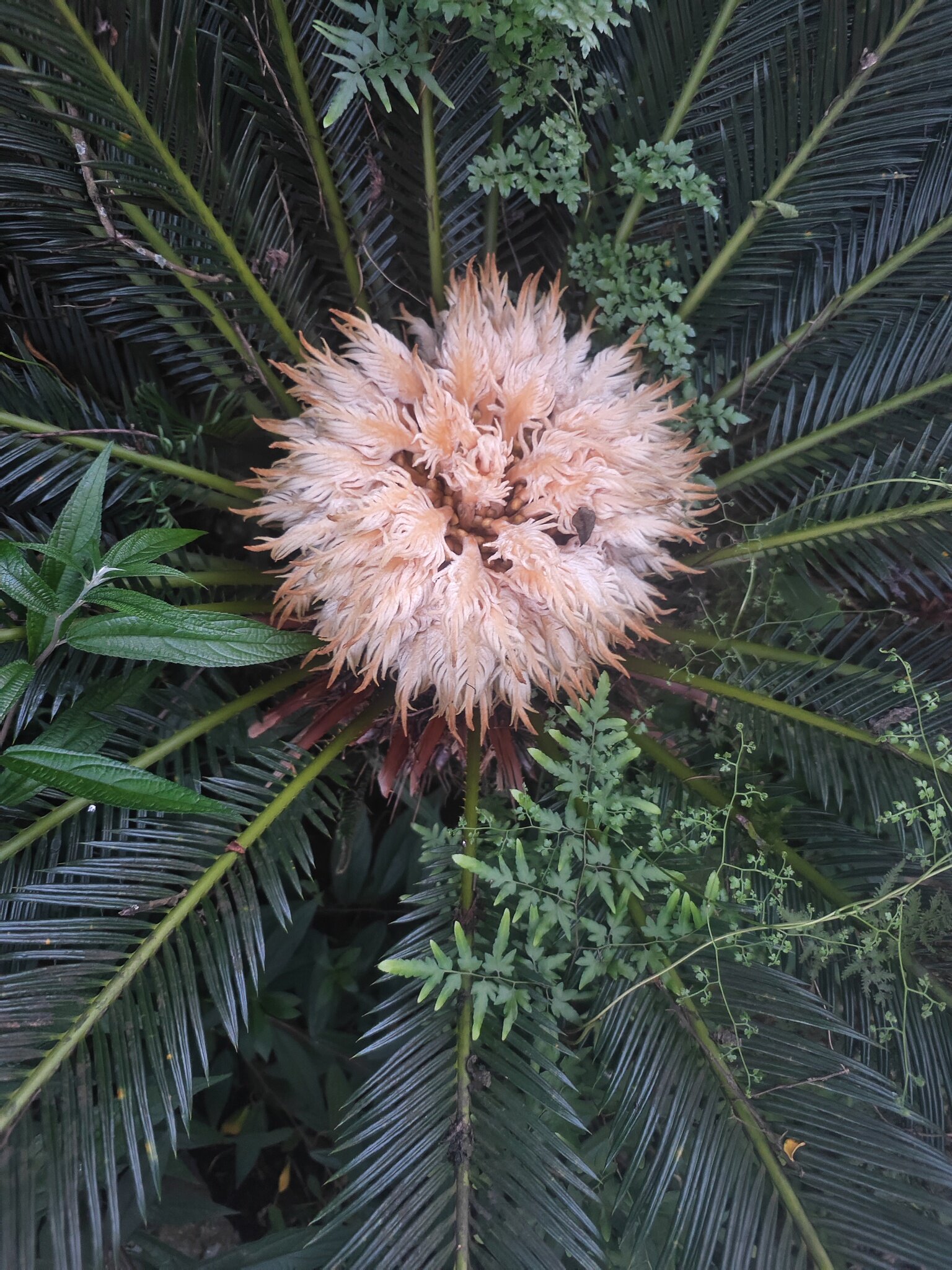 铁树开花结果图片