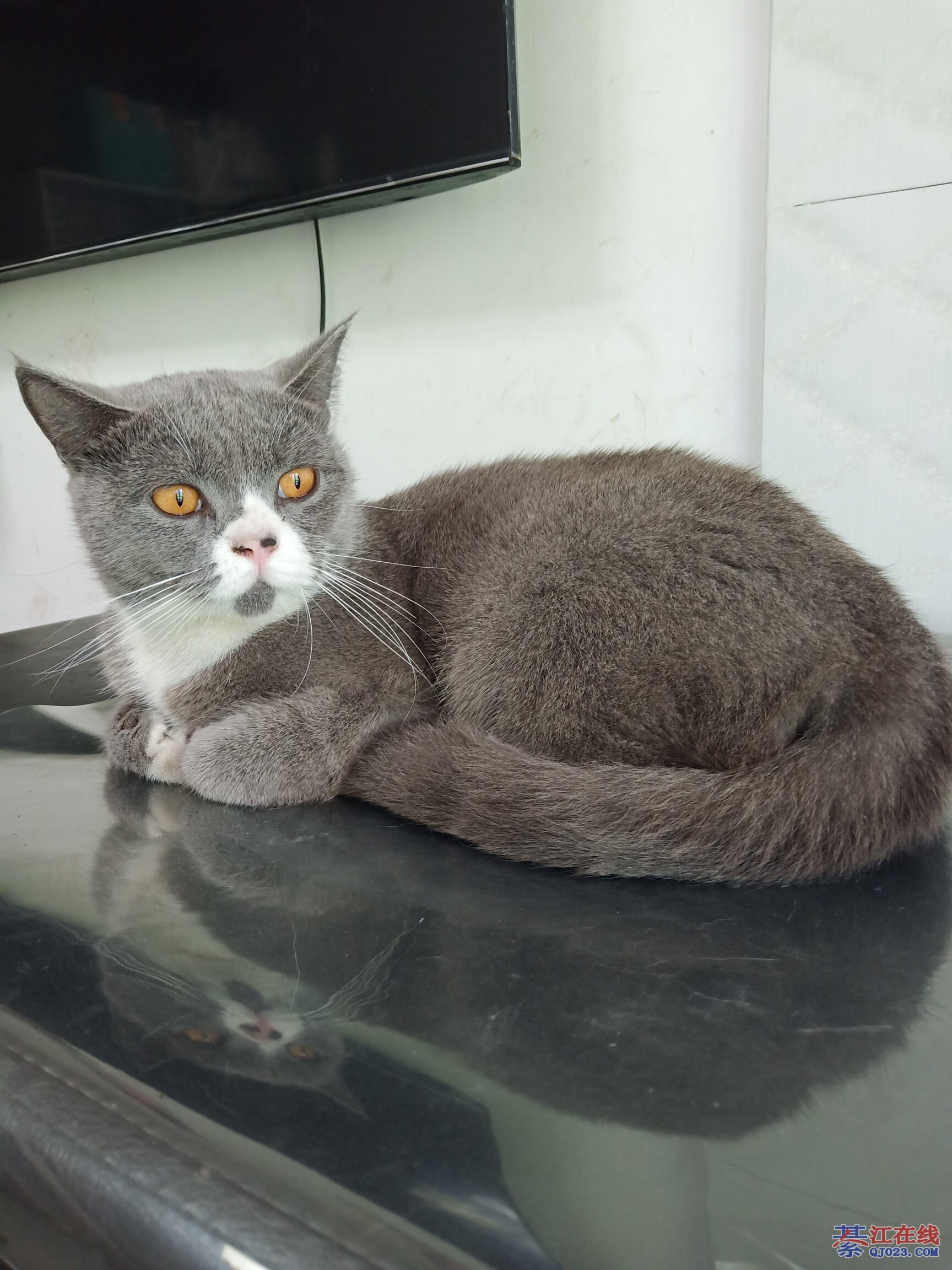 家养宠物猫,猫咪_大山谷图库